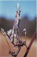 Image of conehead mantis