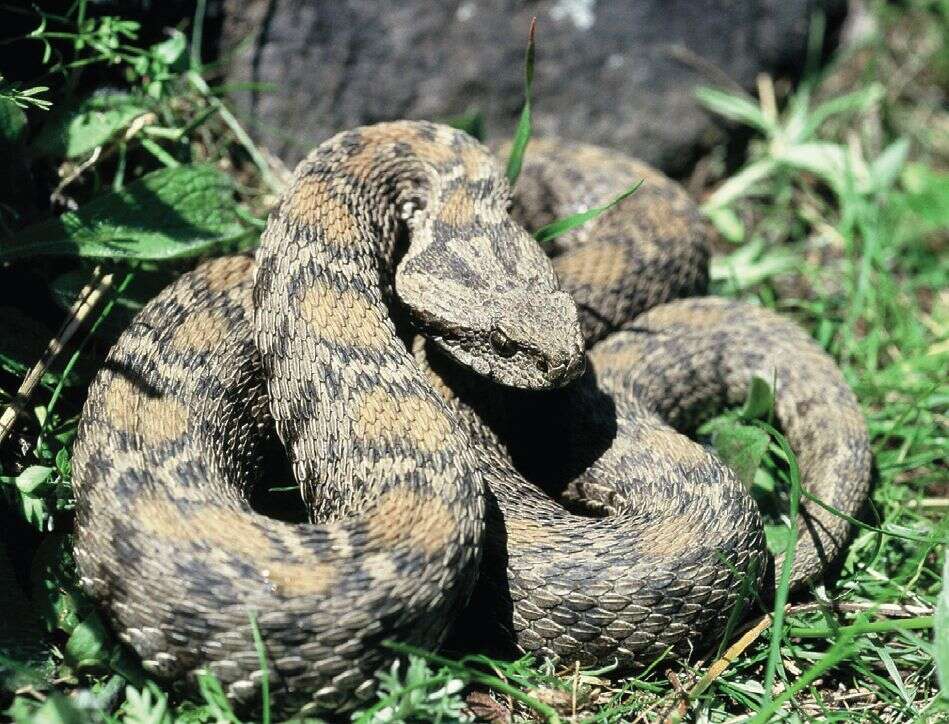 Image of Wagner's Viper