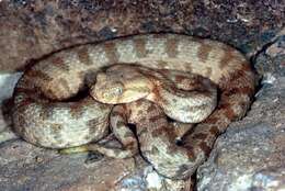 صورة Macrovipera lebetina (Linnaeus 1758)