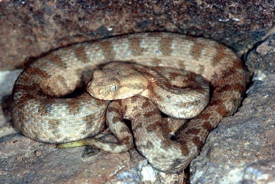 Image of Levant Viper