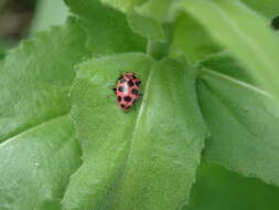 Image of Spotted Lady Beetle