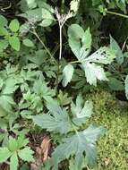 Image of eastern waterleaf