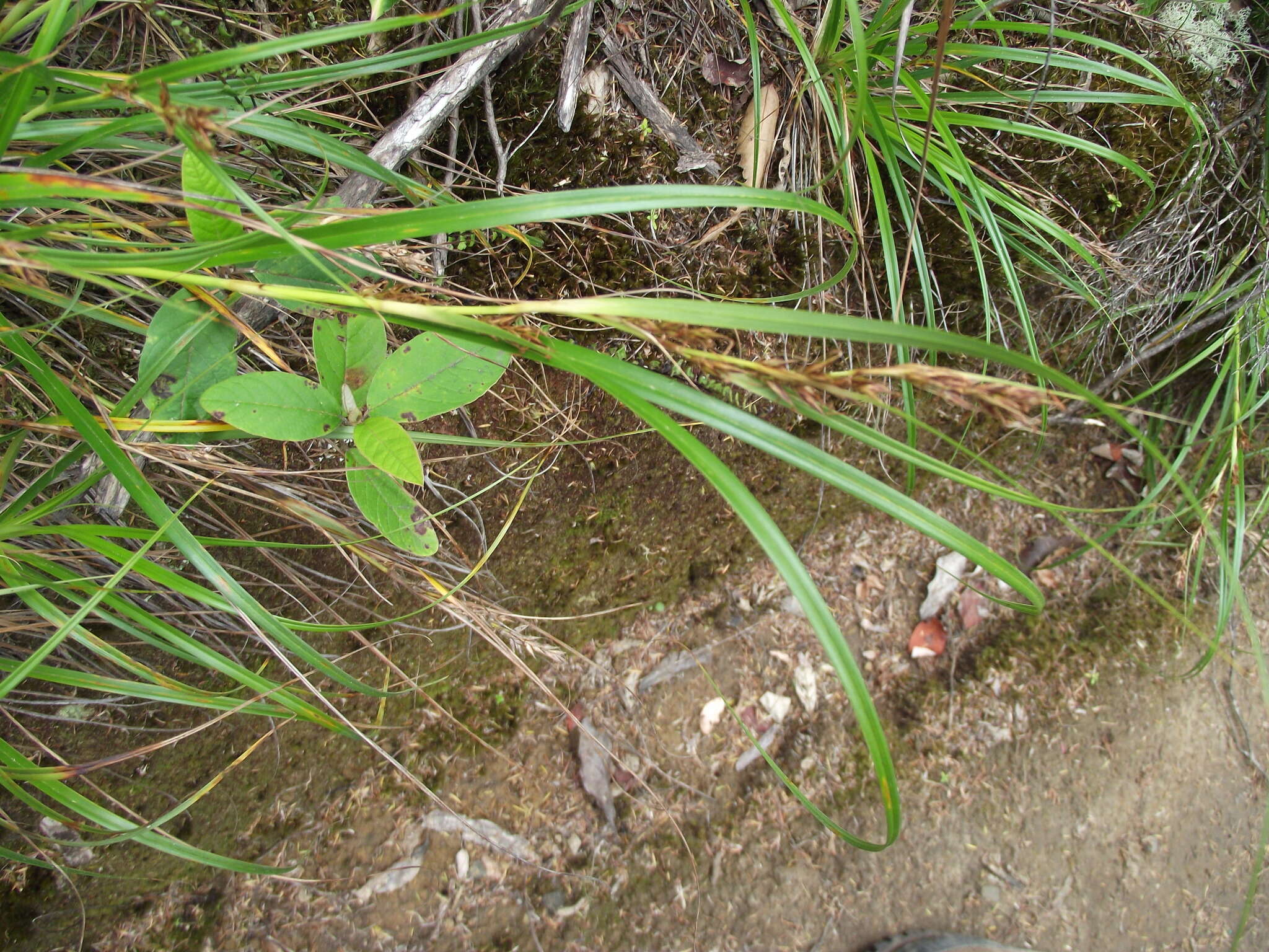 Слика од Morelotia affinis (Brongn.) S. T. Blake