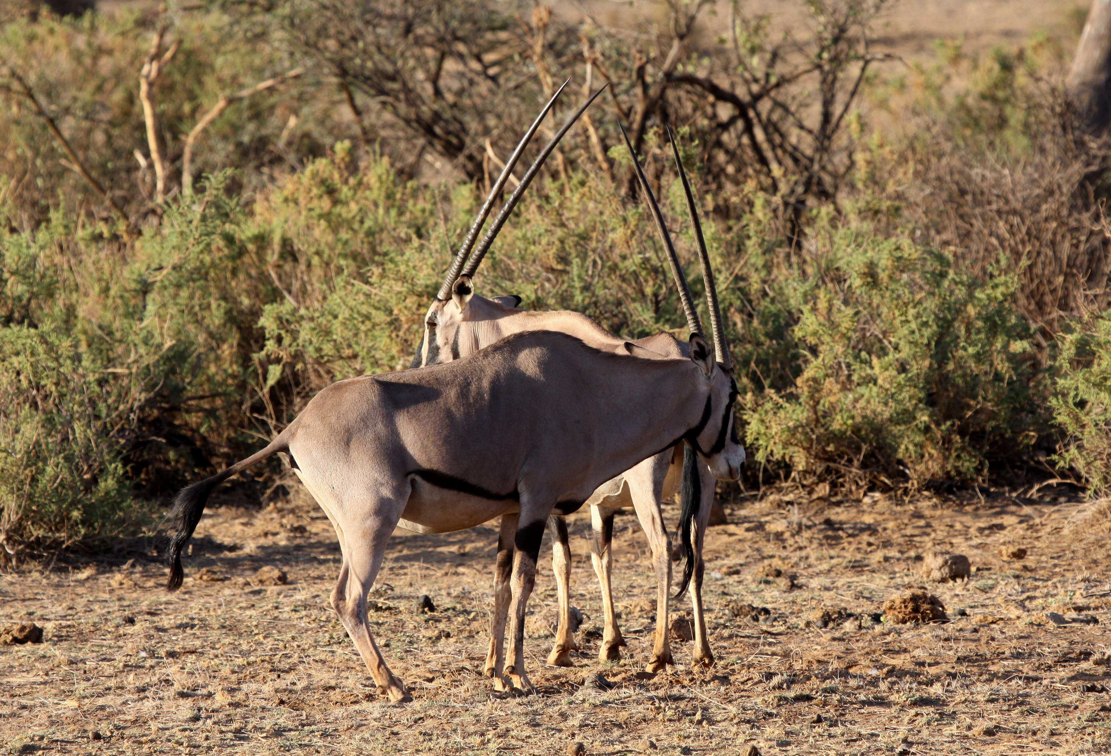 Image of Beisa Oryx