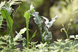 Imagem de Leptochilus wrightii (Hook.) X. C. Zhang