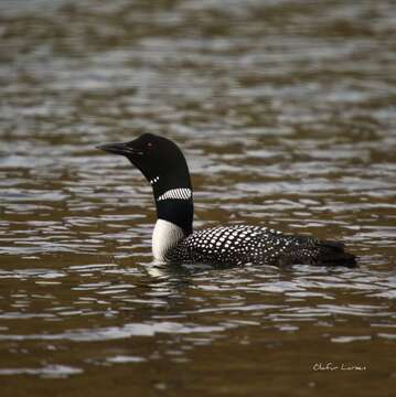 Image of loons