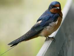 Image of Hirundo Linnaeus 1758