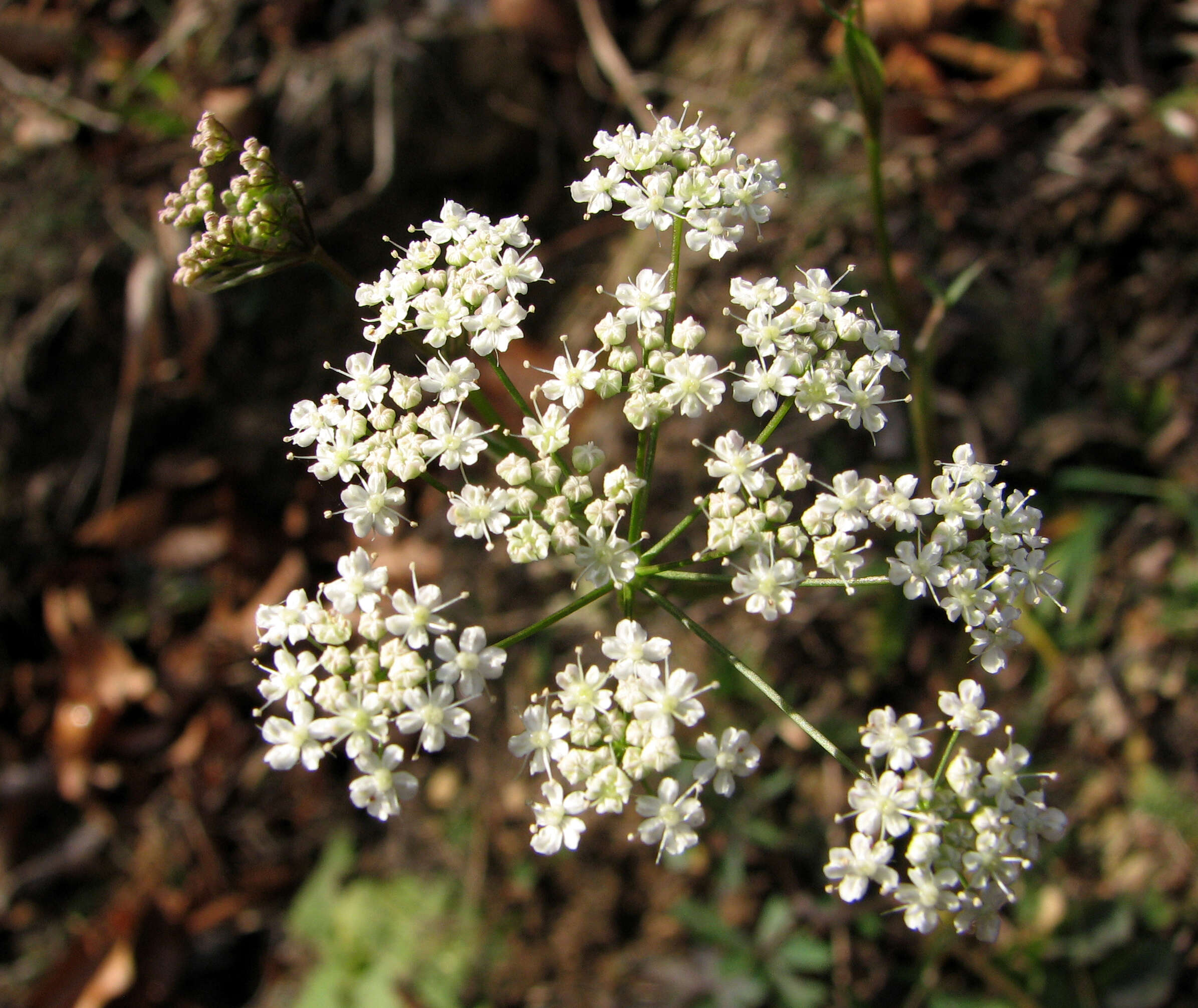 Imagem de Pimpinella saxifraga L.