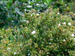 Imagem de Cistus monspeliensis L.