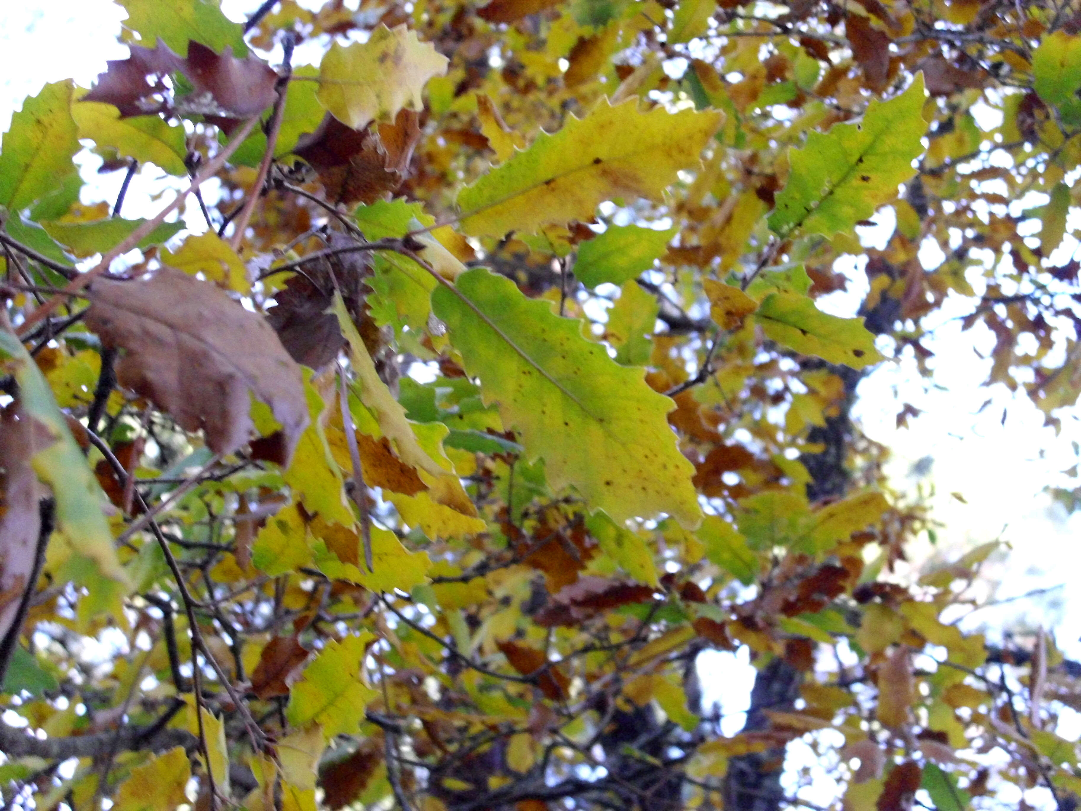 Image of Algerian Oak