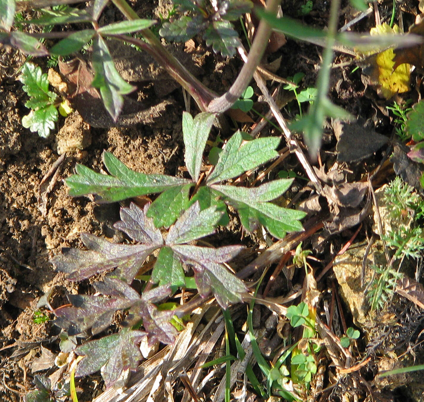 Image of burnet saxifrage