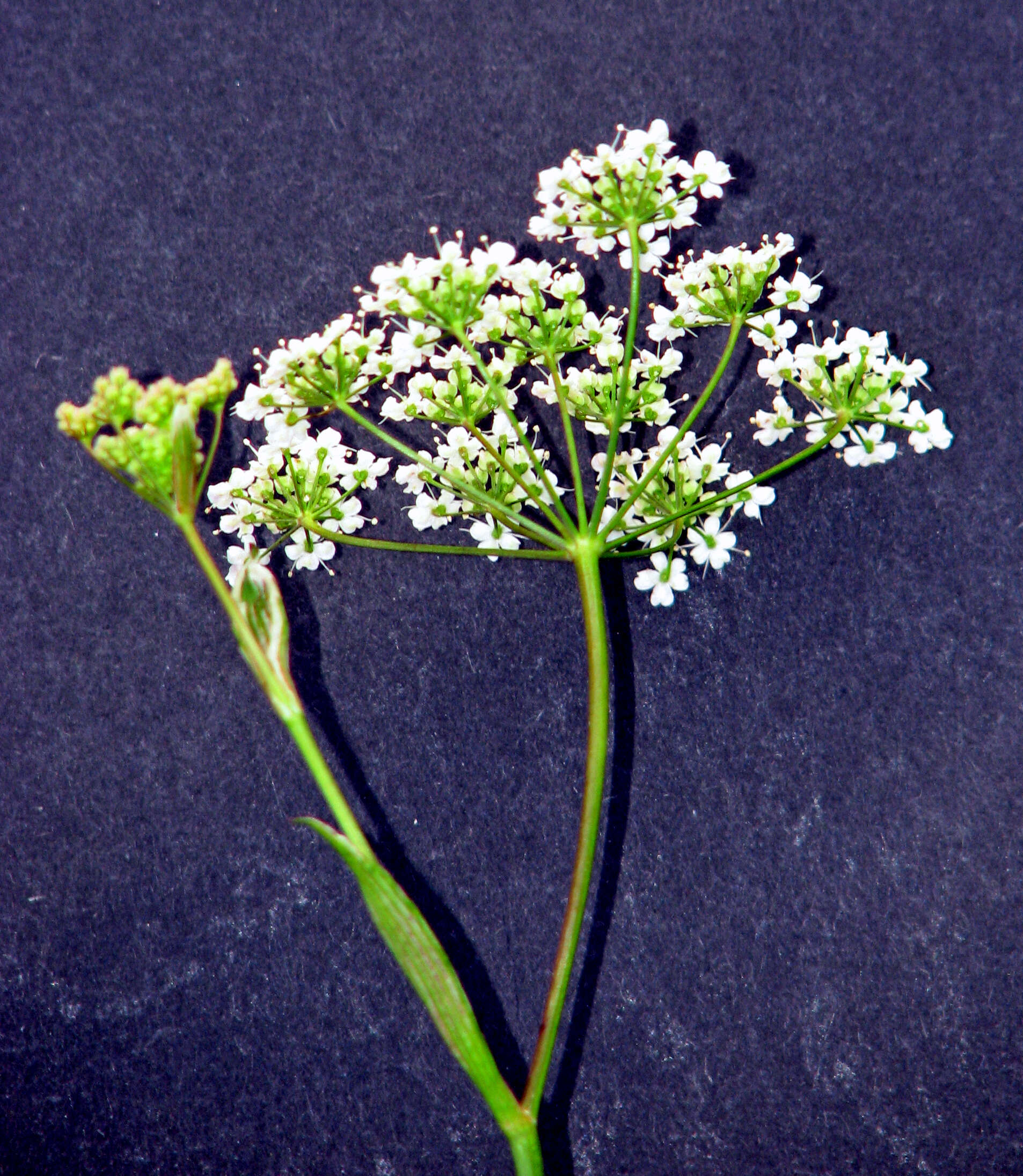 Image of burnet saxifrage