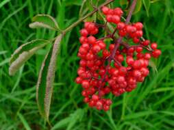 Imagem de Sambucus racemosa L.