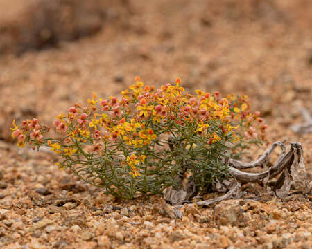 Слика од Dinemandra ericoides A. Juss.