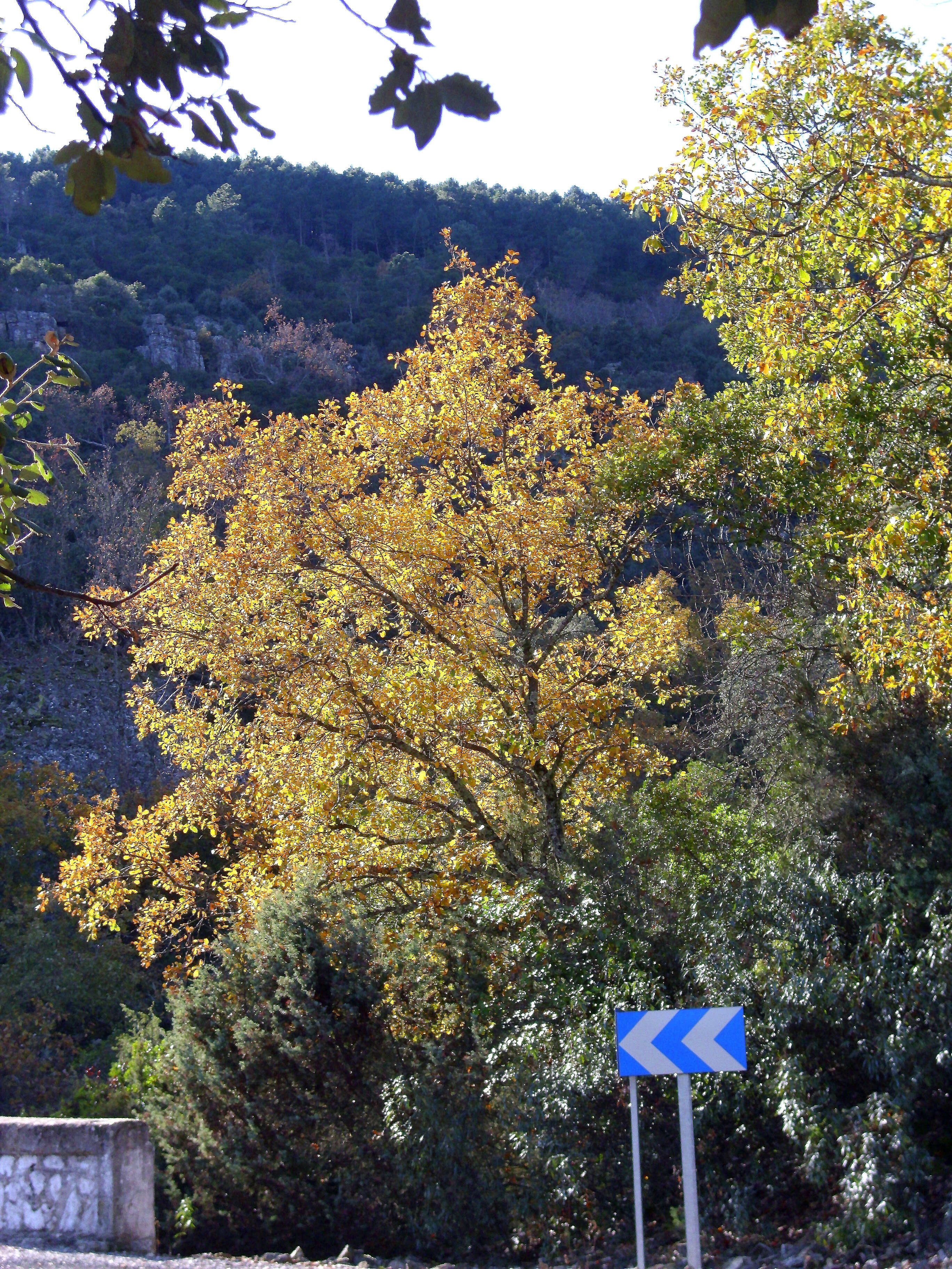 Image of Honeydew Oak