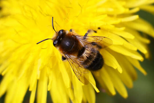 Image of Anthophora aestivalis (Panzer 1801)