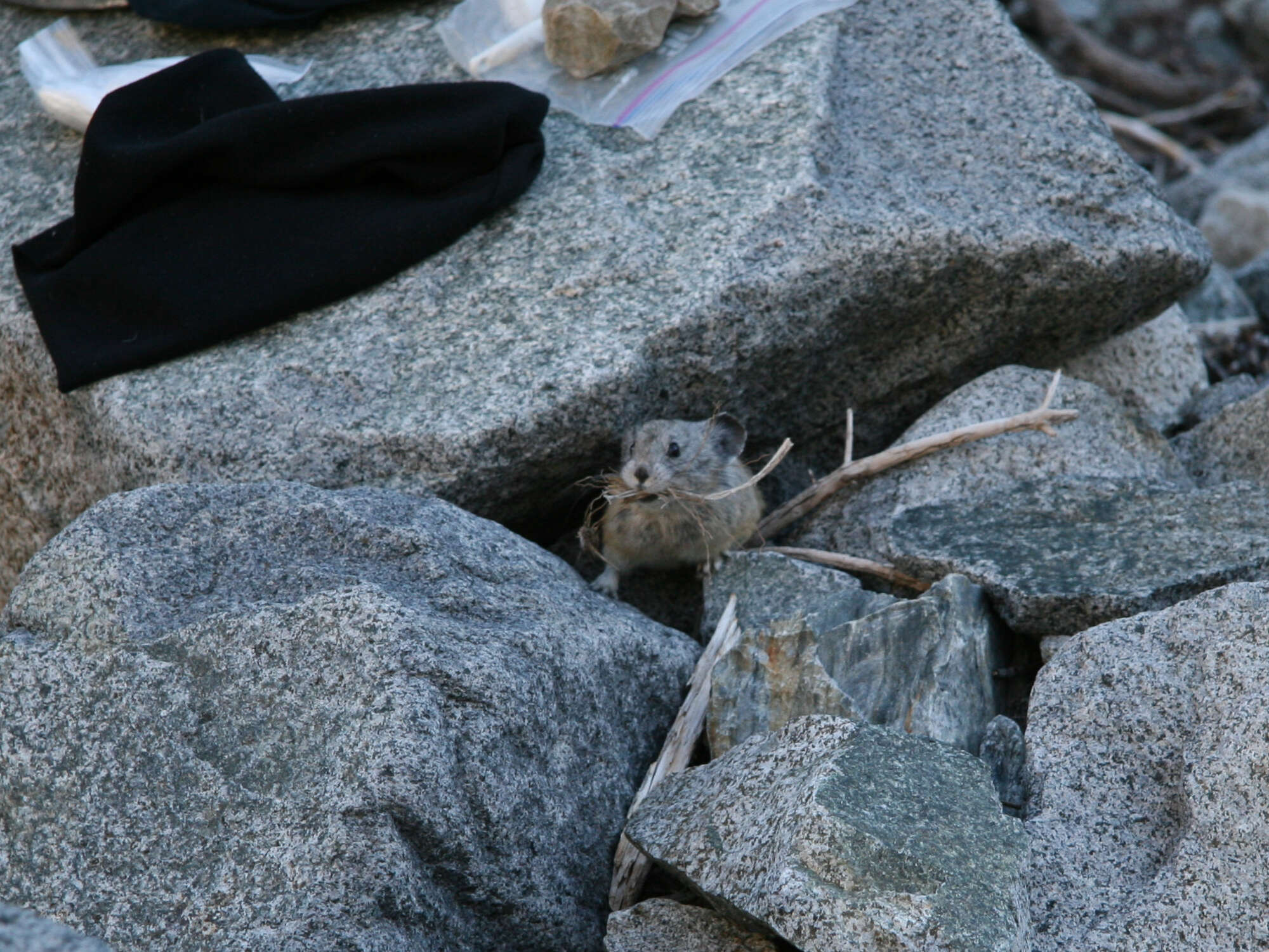 Image of Ochotona subgen. Pika Lacépède 1799