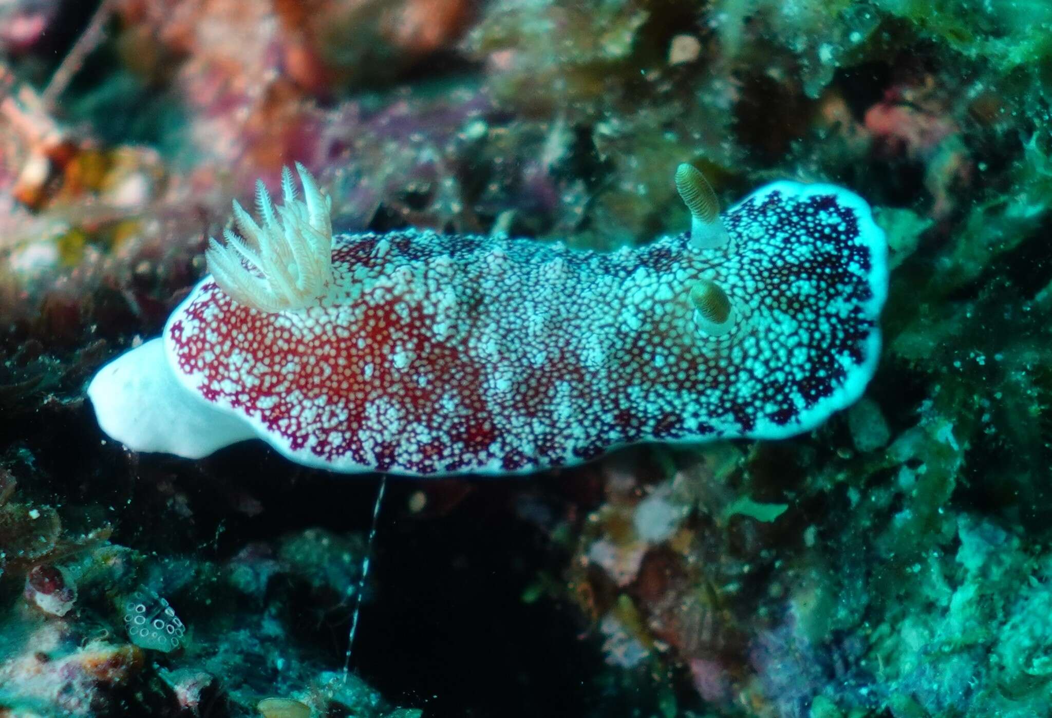 Image of Reticulated red slug