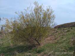 Image of Salix subfragilis Anderss.