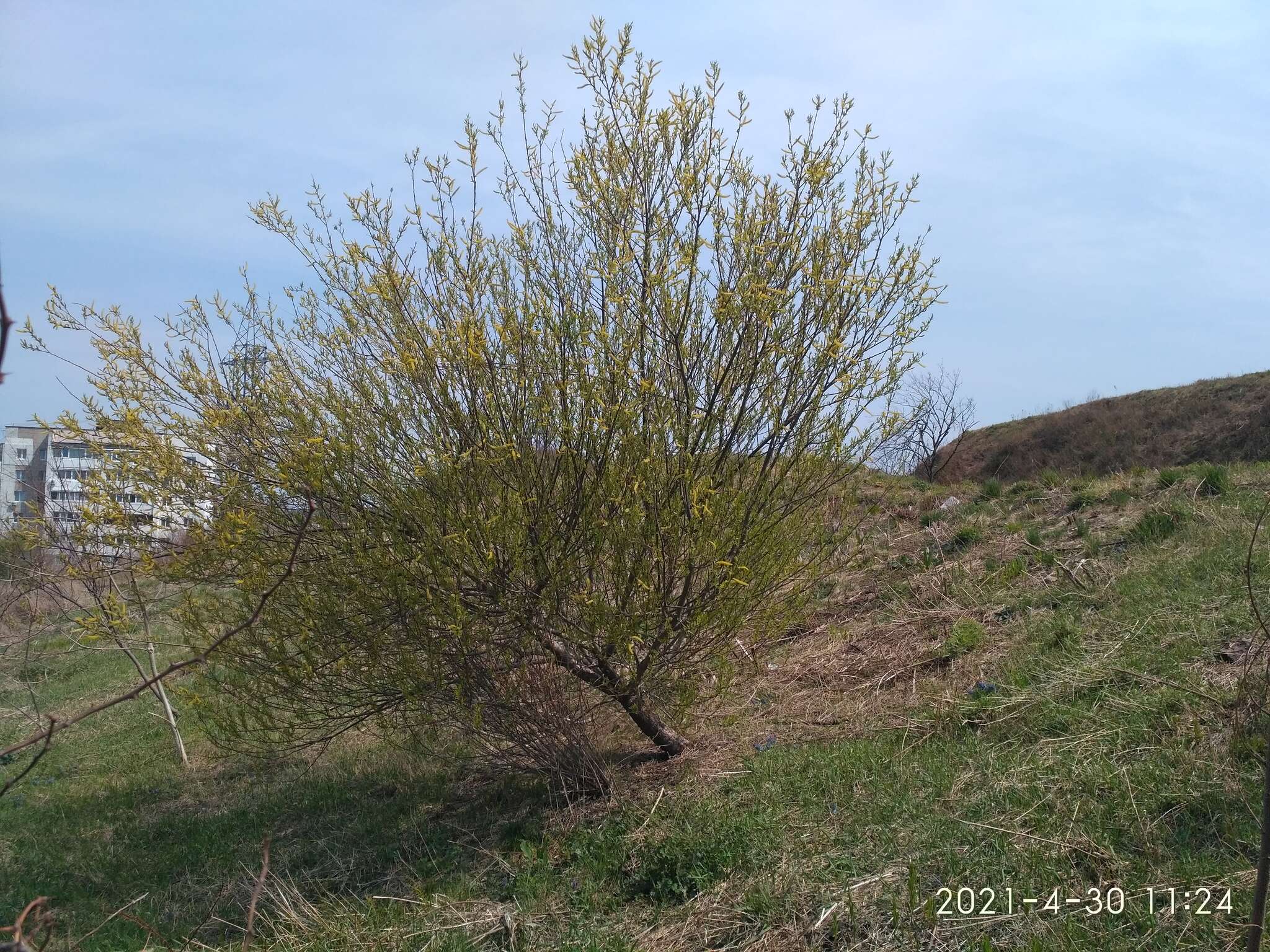 Image of Salix subfragilis Anderss.