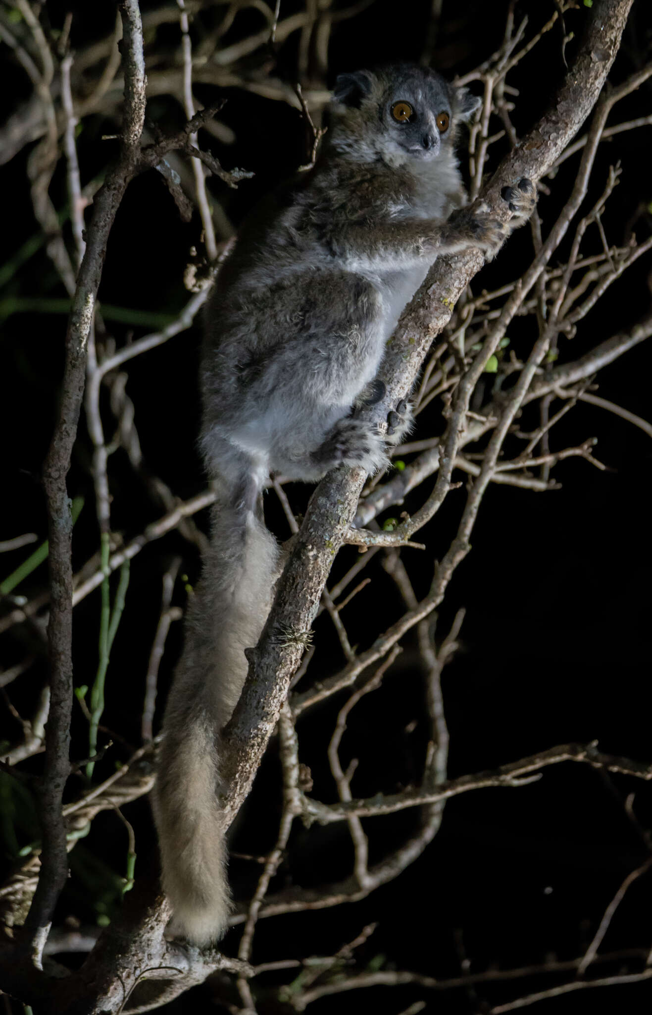 Image of white-footed sportive lemur