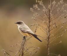 Image of Say's Phoebe