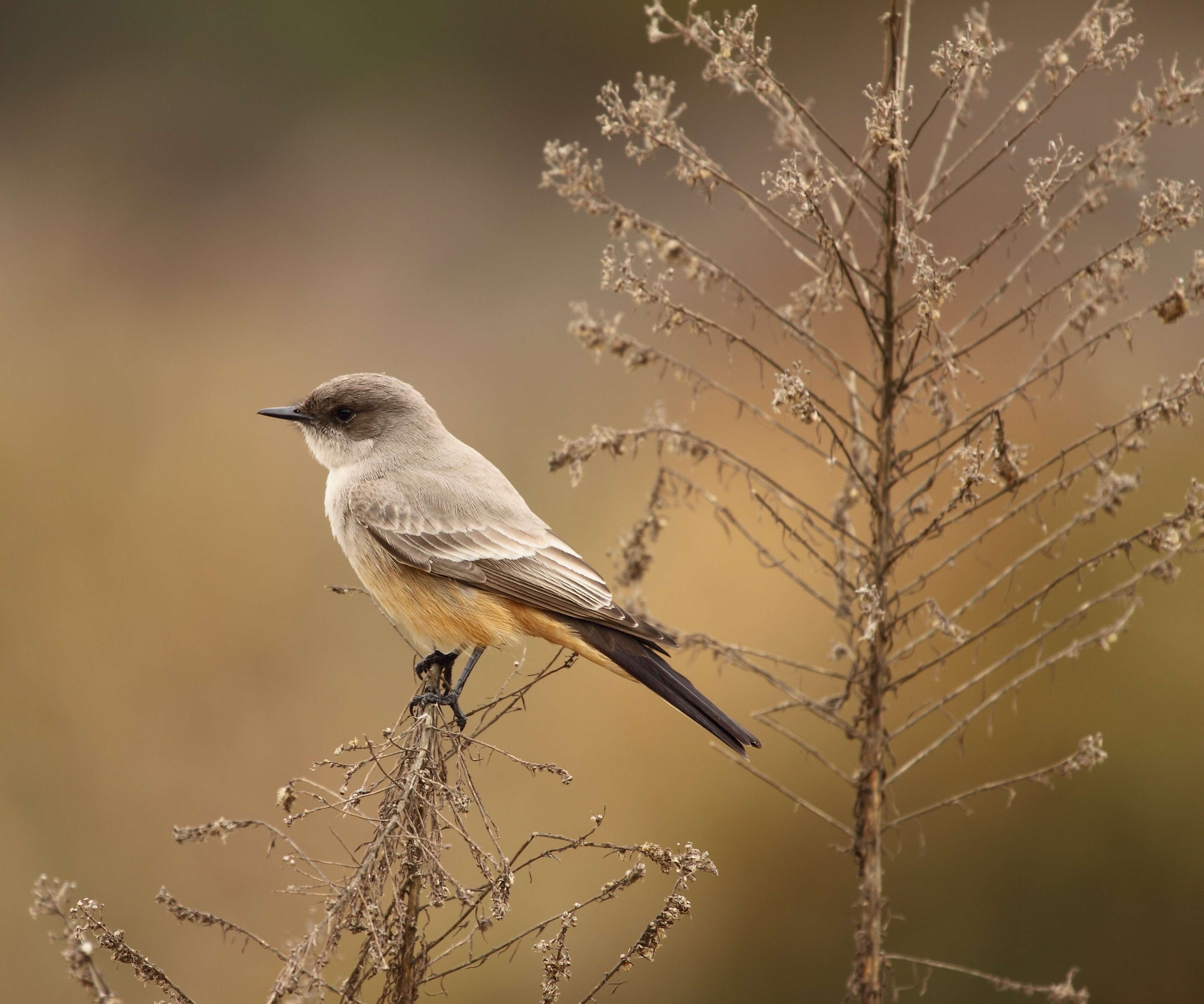 Image of Say's Phoebe