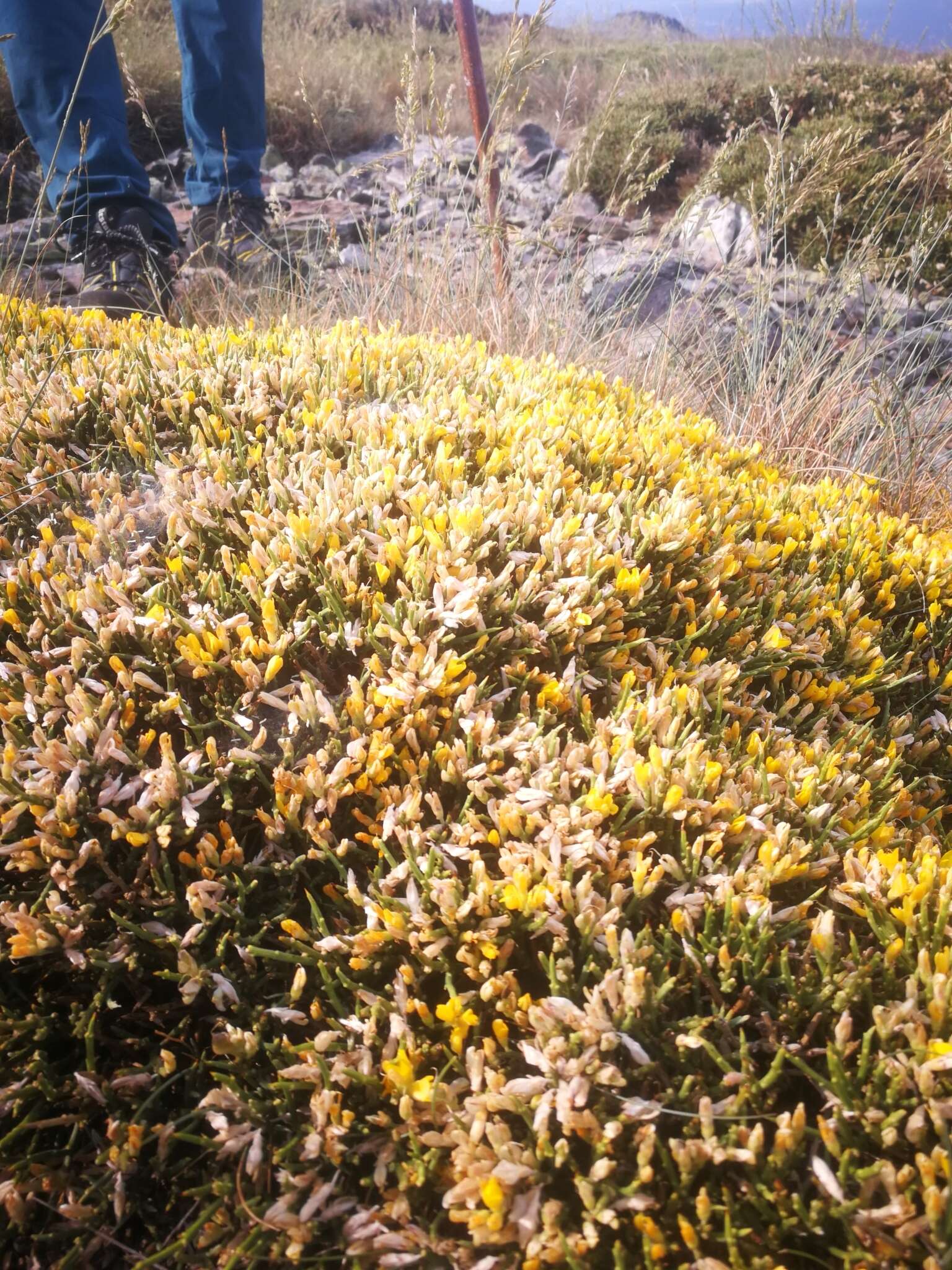 Imagem de Genista sanabrensis Valdes Brem. et al.