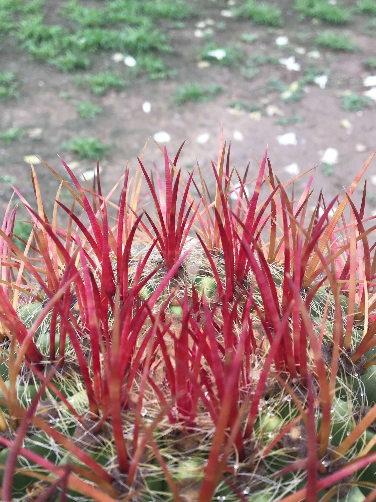 Ferocactus pilosus (Galeotti) Werderm. resmi