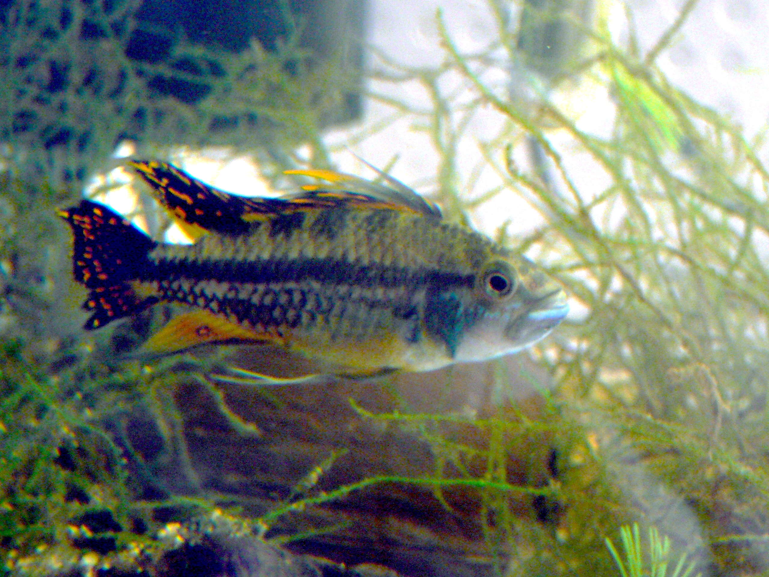 Image of Cockatoo Dwarf Cichlid