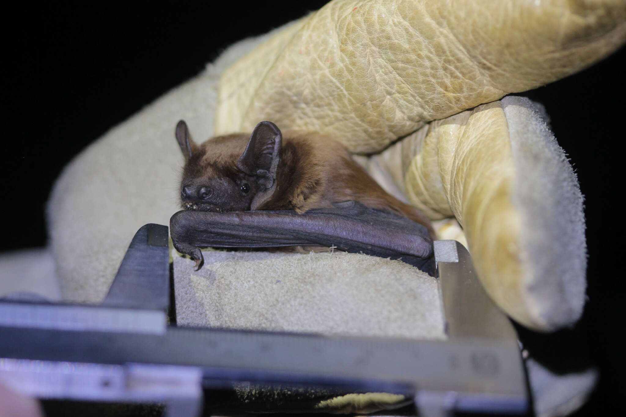 Image of noctule, common noctule