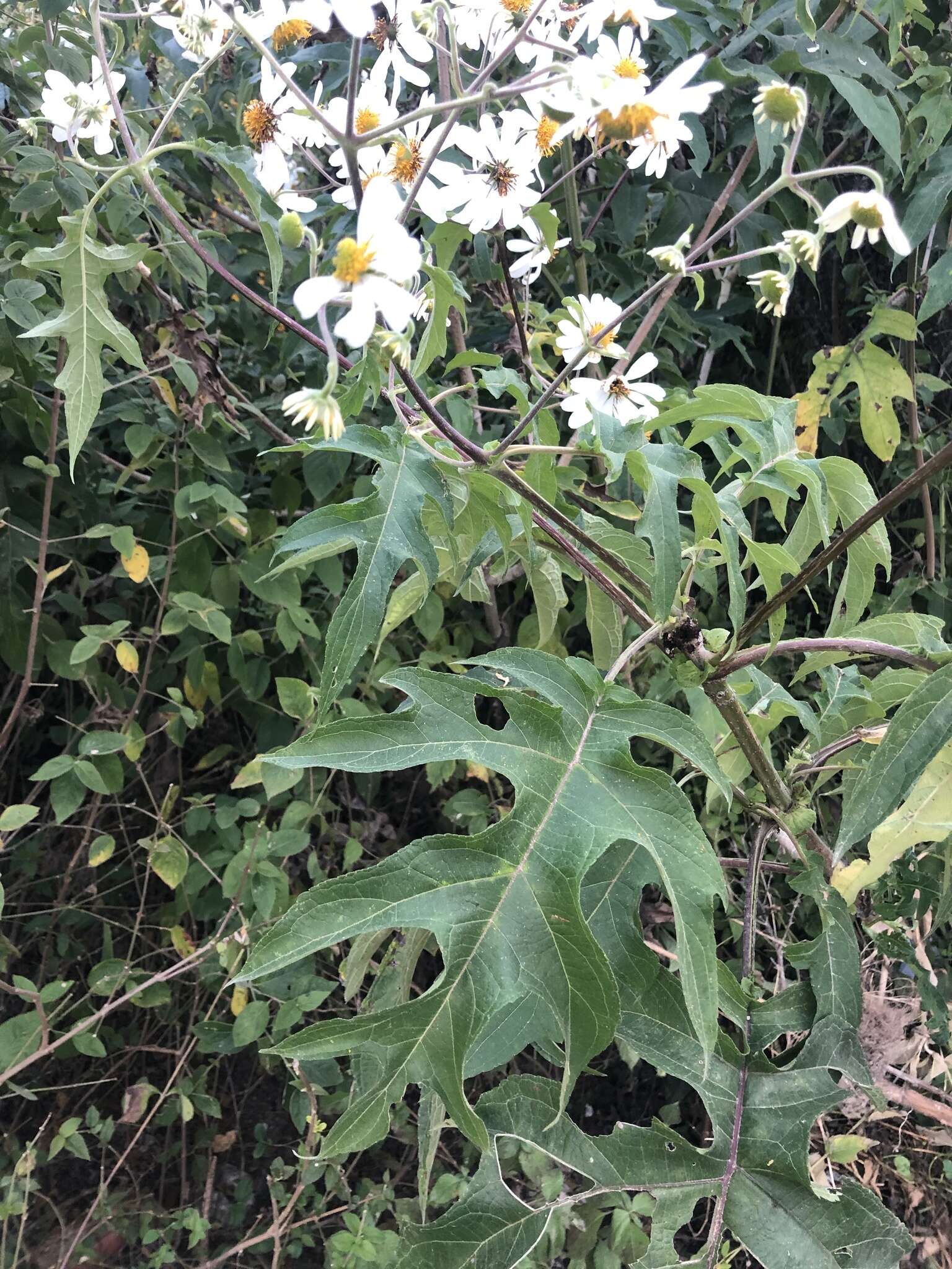 Image of Daisy tree