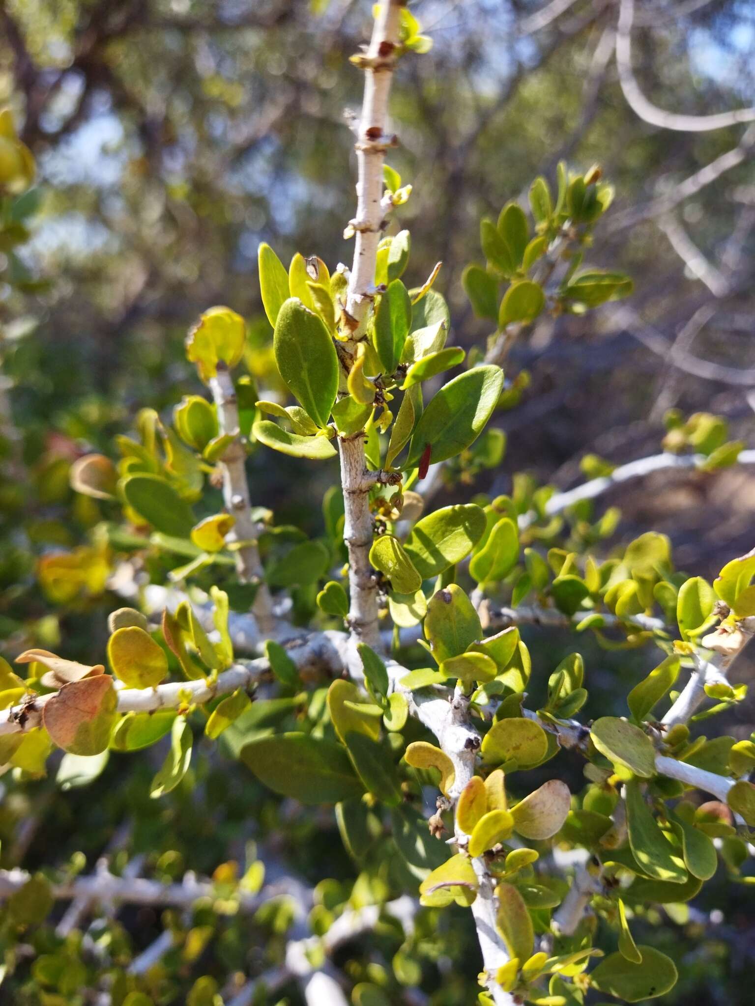 Image of Pyrostria hystrix (Bremek.) Bridson