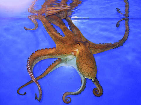 Image of Common octopus