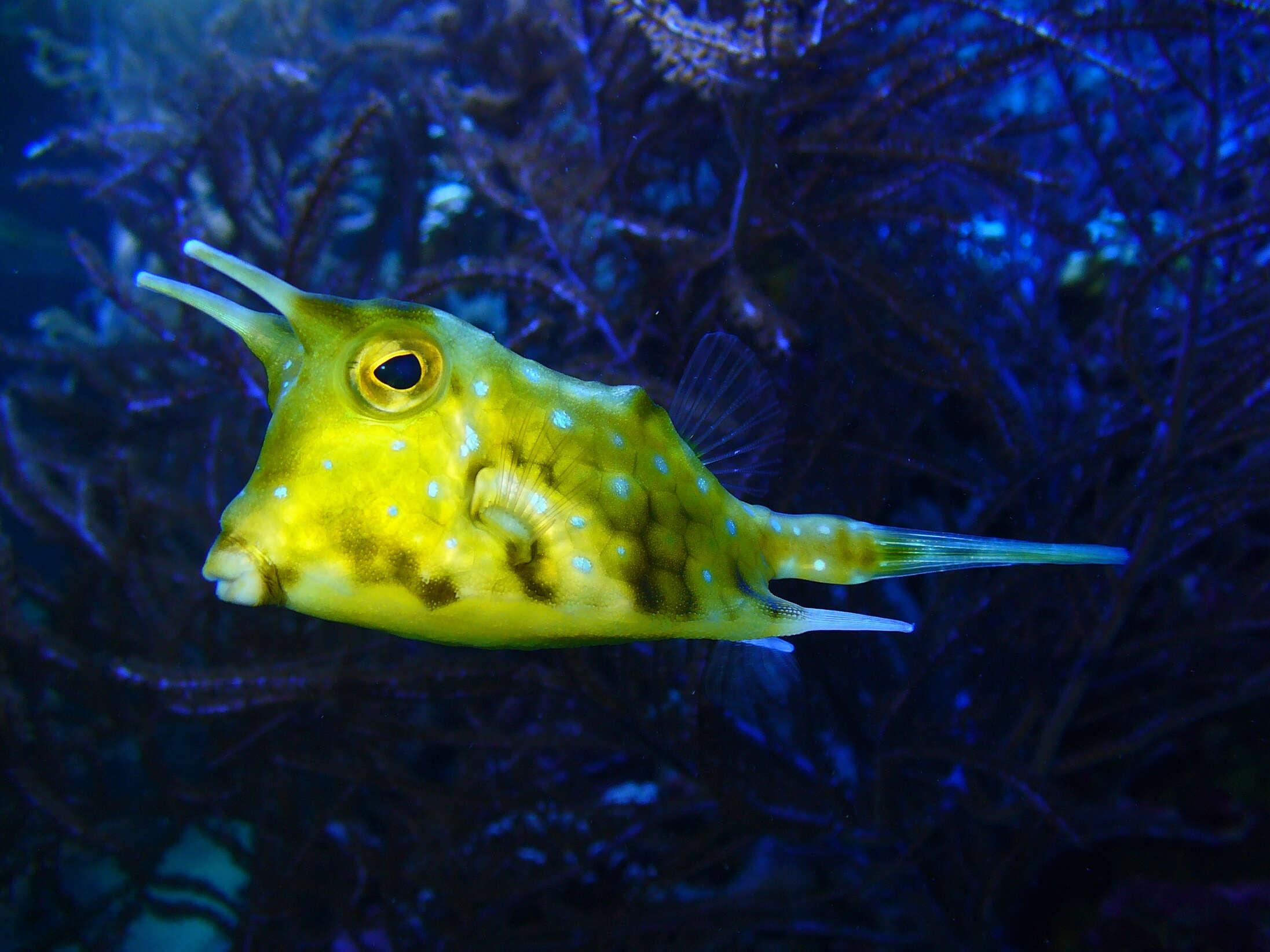 Image of Longhorn cowfish