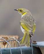 Image of Yellow-plumed Honeyeater