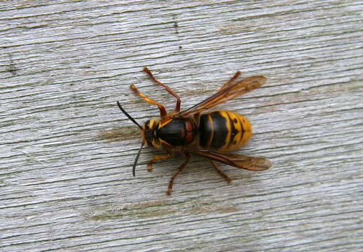 Image of median wasp