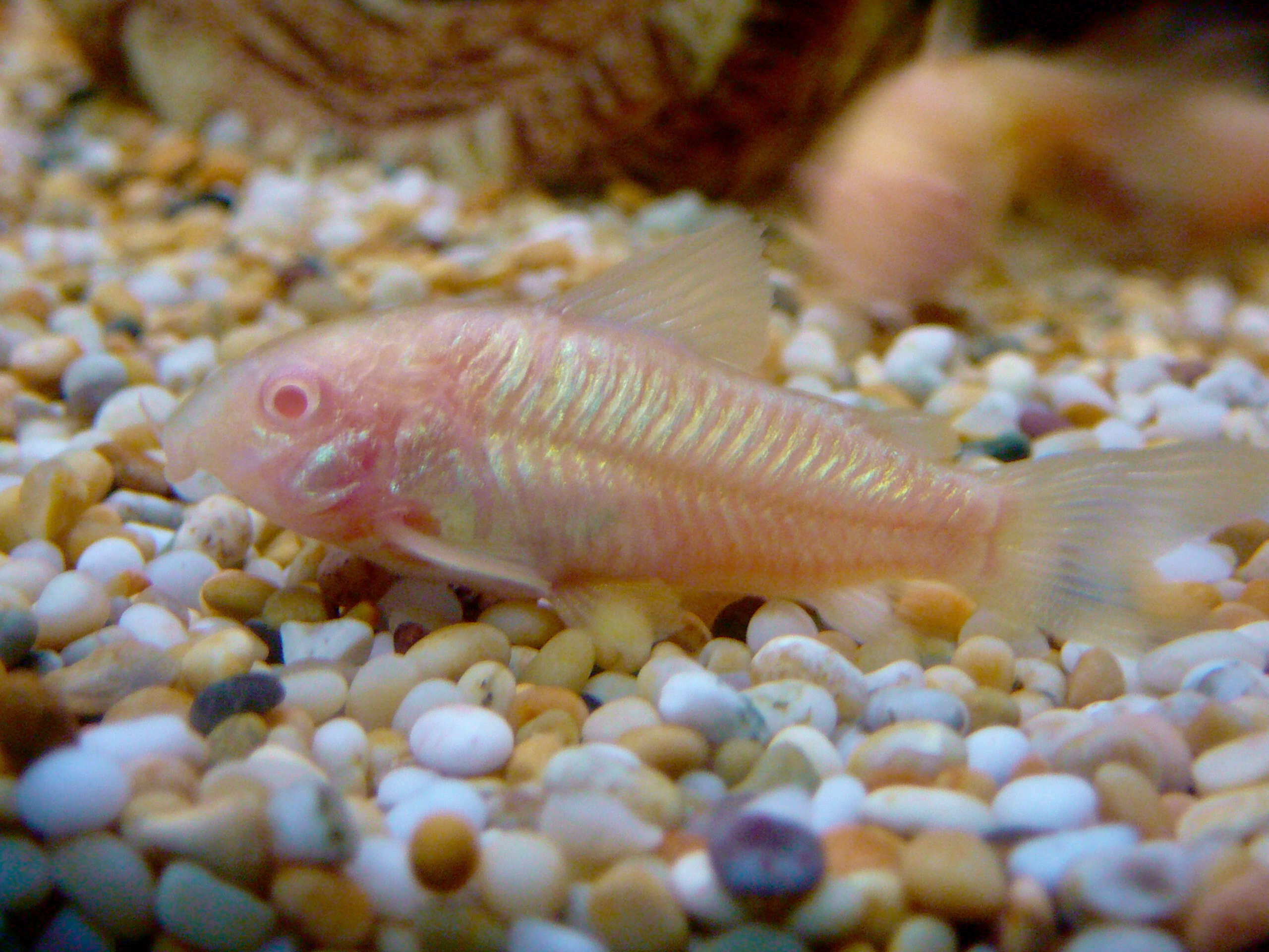 Plancia ëd Corydoras aeneus (Gill 1858)