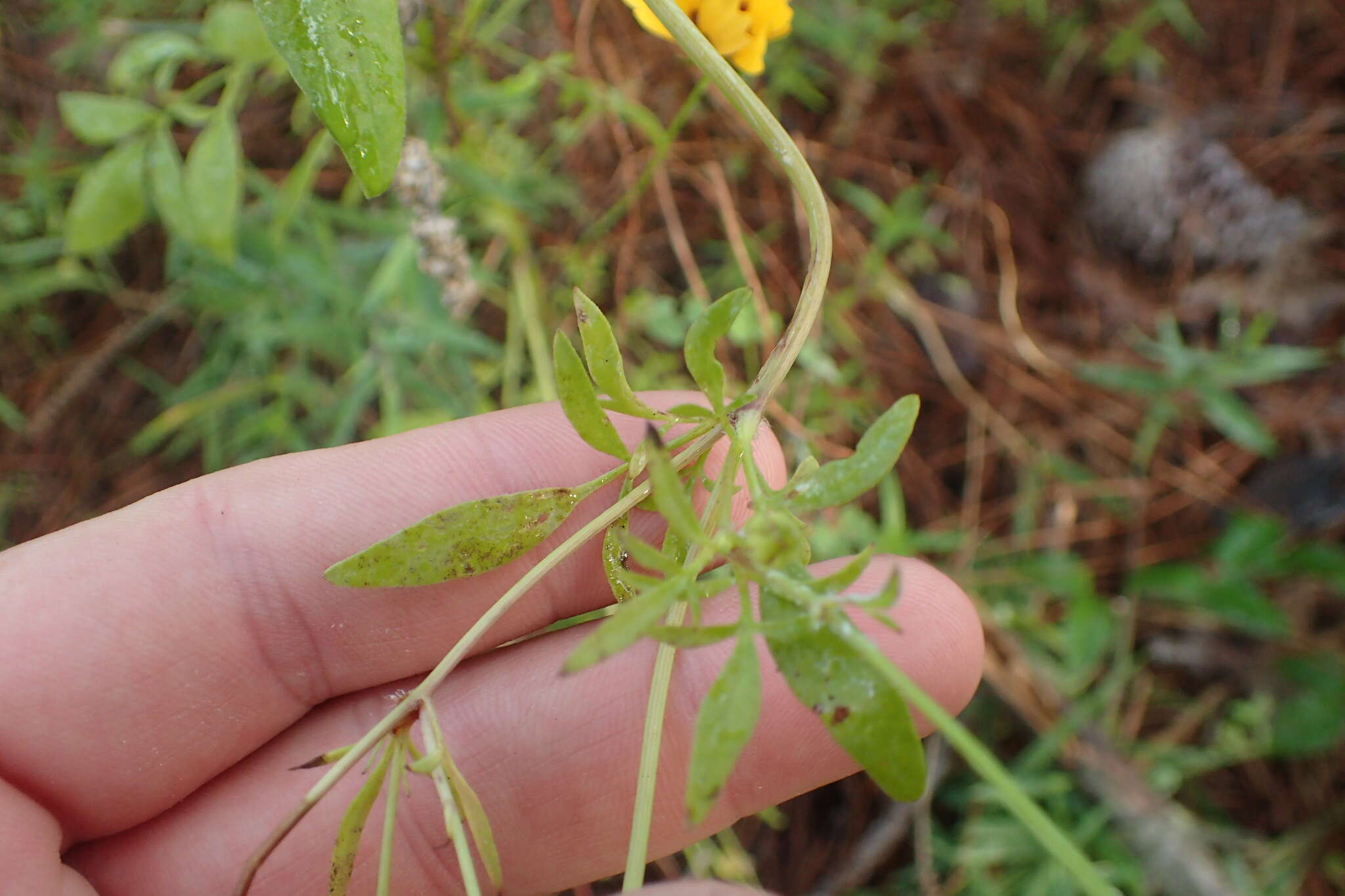 Image of goldenmane tickseed