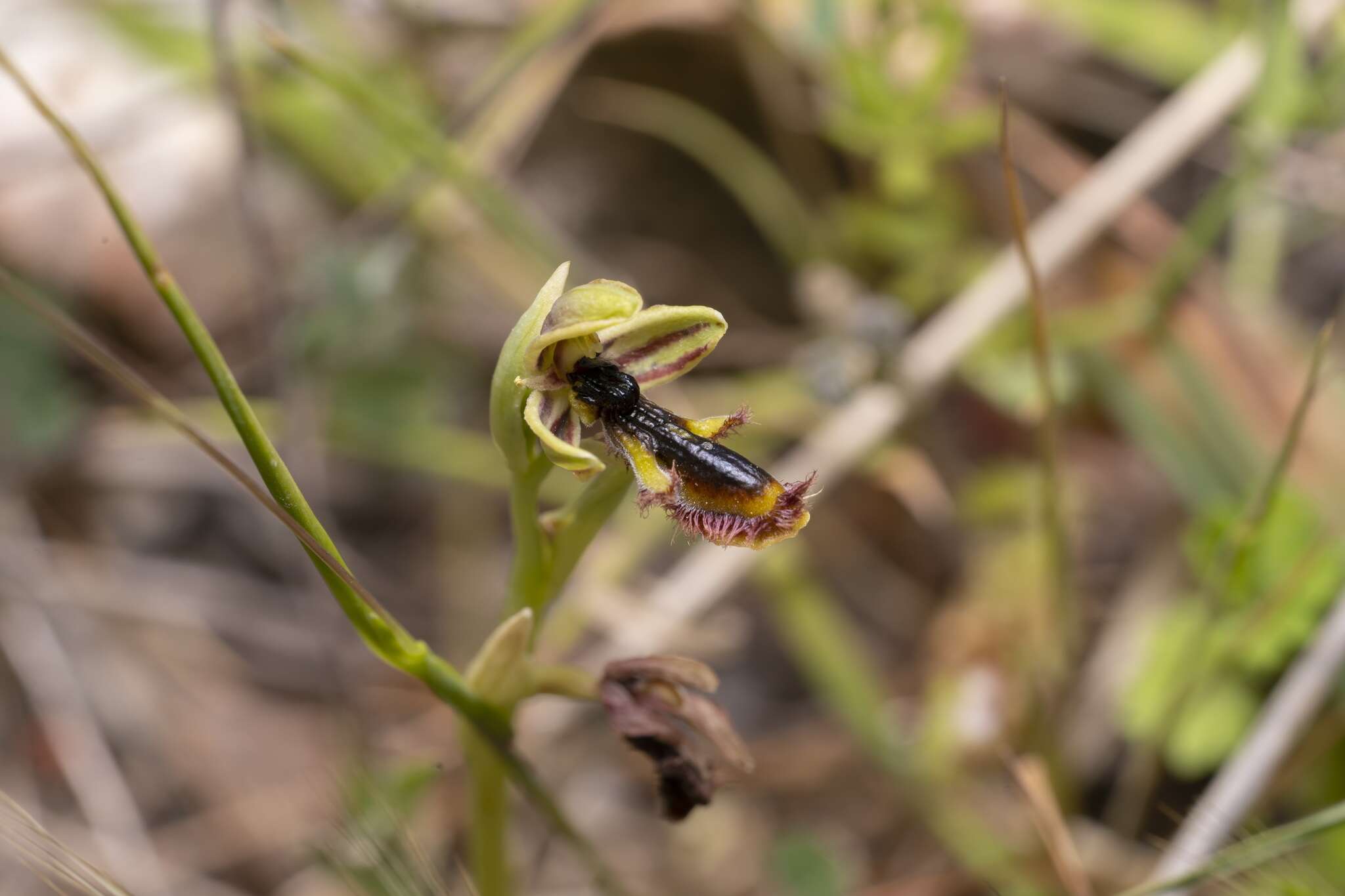 Image of Ophrys speculum subsp. regis-ferdinandii (Acht. & Kellerer ex Renz) Soó