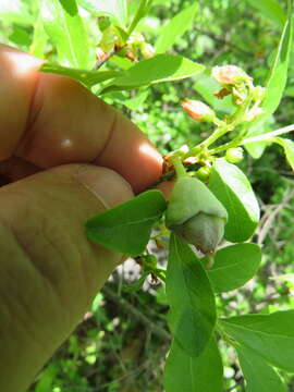 Exobasidium vaccinii (Fuckel) Woronin 1867 resmi