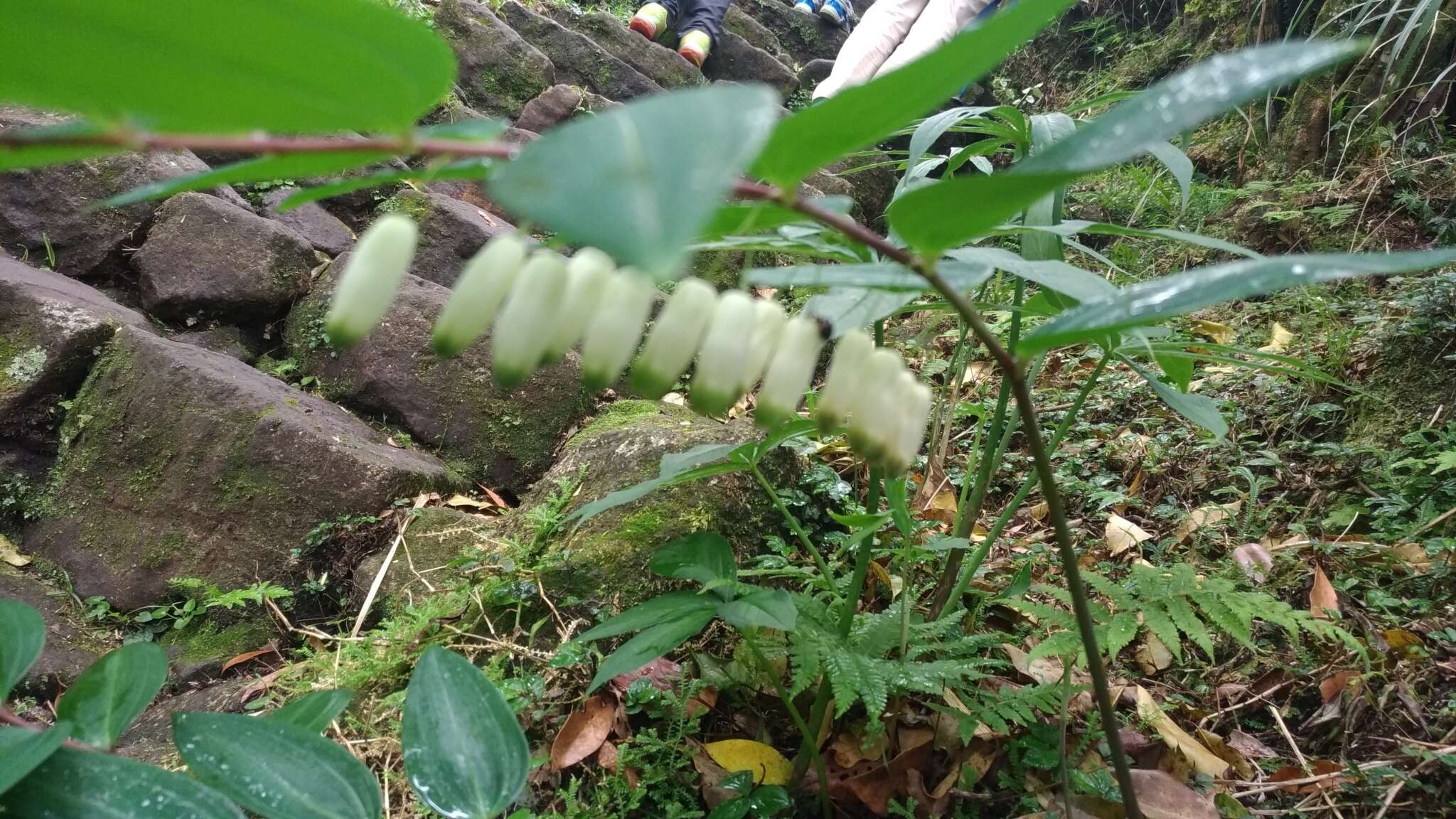 Image of Polygonatum arisanense Hayata