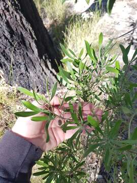 Image of Persoonia sericea A. Cunn. ex R. Br.