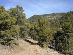 Image of Colorado Pinyon