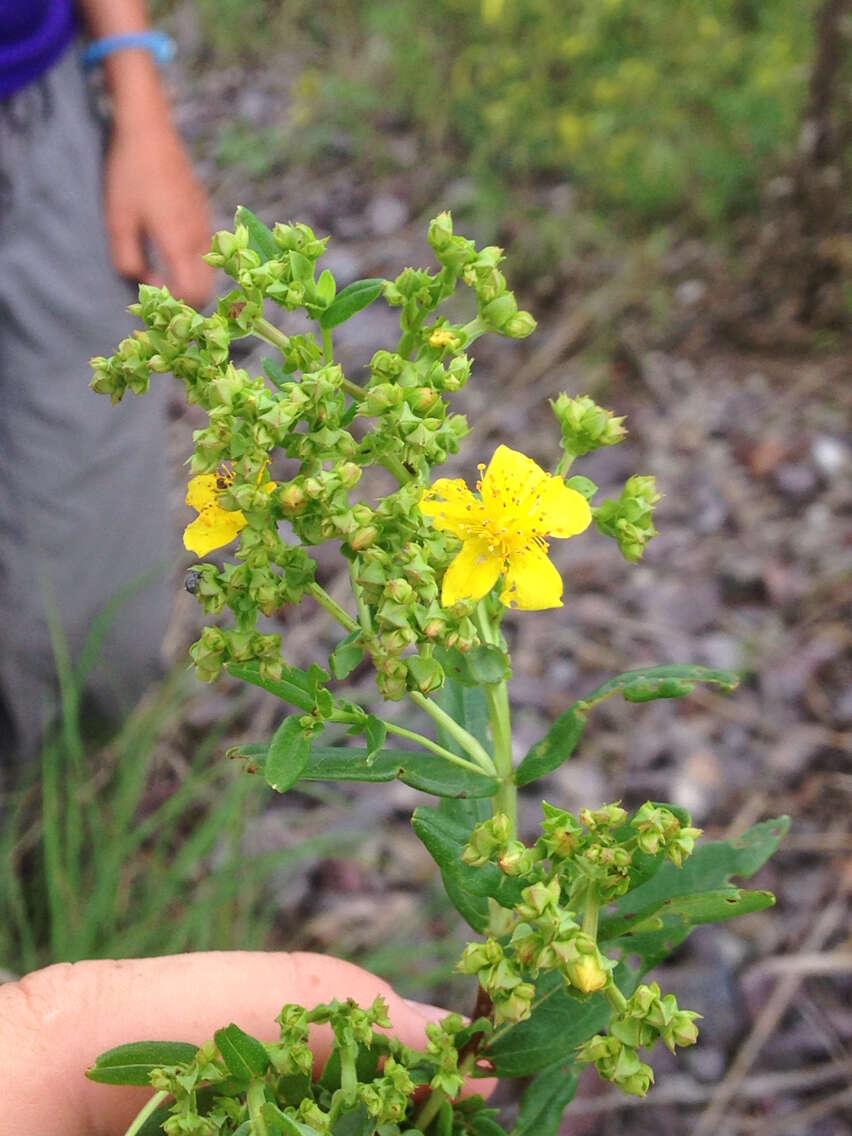 Image of St John's wort