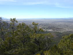 Image of Colorado Pinyon