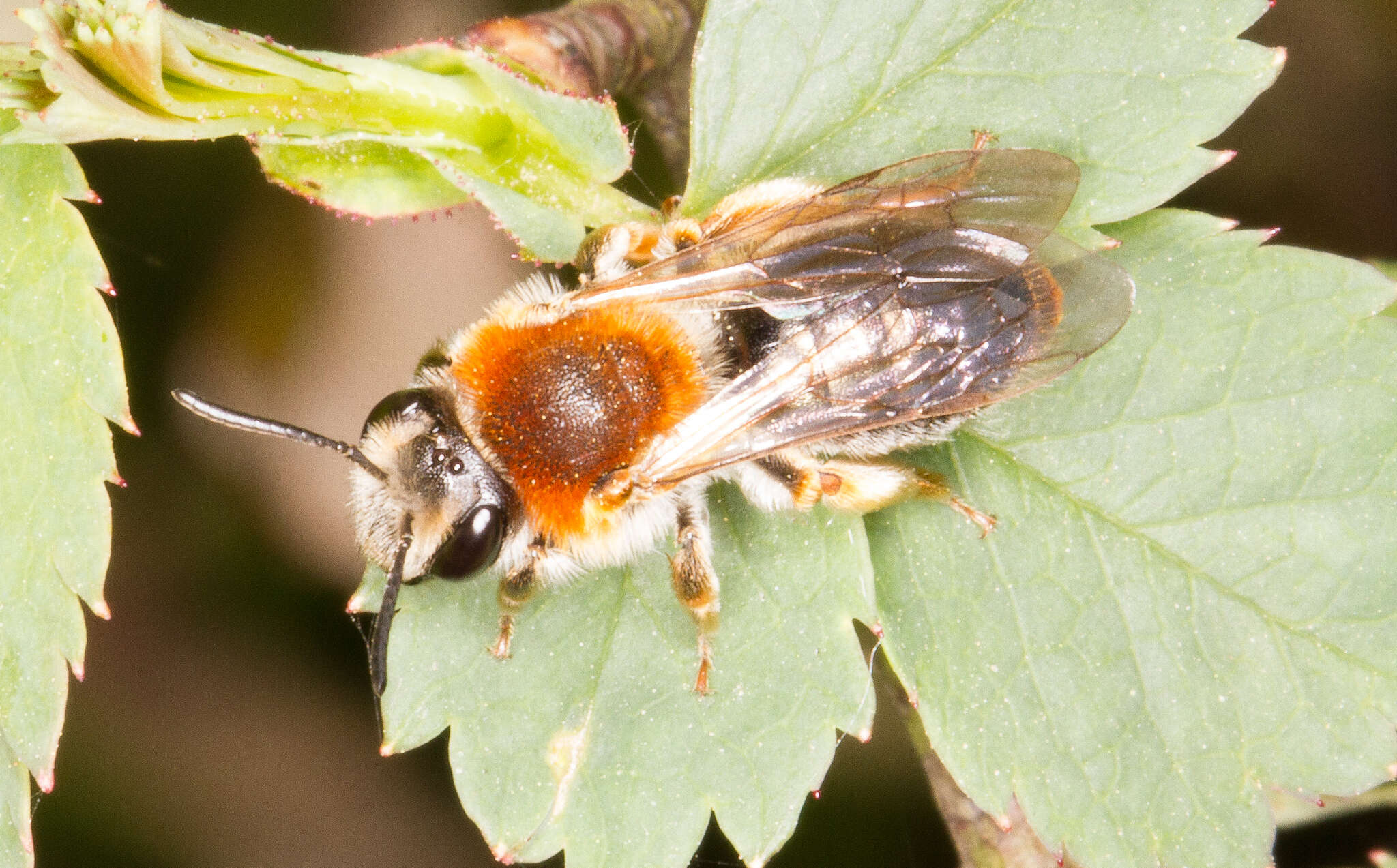 Image of early mining bee