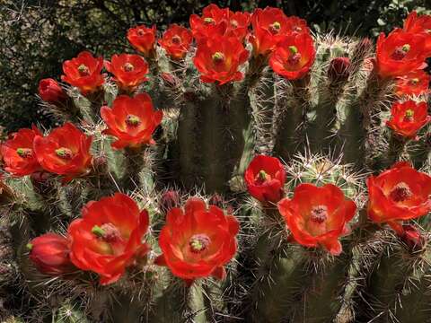 Image of Arizona Hedgehog Cactus