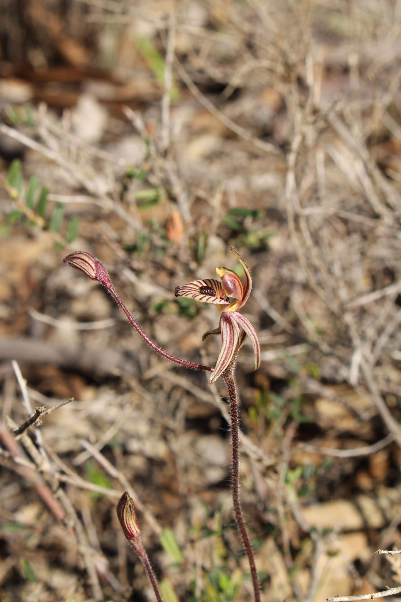 Imagem de Caladenia cairnsiana F. Muell.