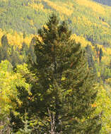 Image of Douglas Fir